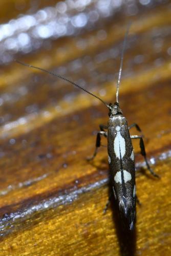 Réf. 307 528 : Calybites phasianipennella